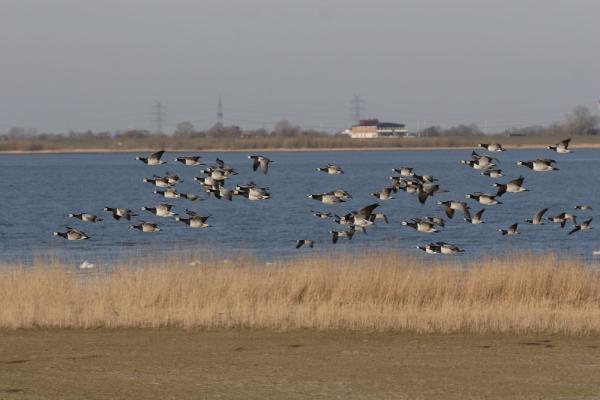 birds flying